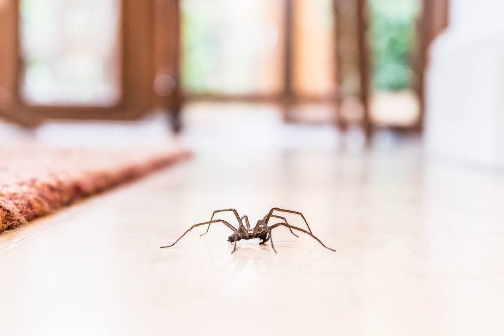 Sonhar com aranha é bom ou ruim? Saiba o que significa