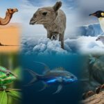 Como os Animais Sobrevivem?